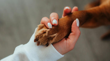 Does My Dog Really Love Me? Or Is It Just the Treats?