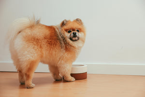 Why You Should Wash Your Dog’s Food and Water Bowls Regularly