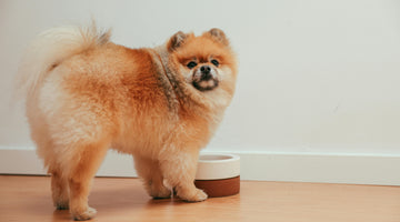 Why You Should Wash Your Dog’s Food and Water Bowls Regularly