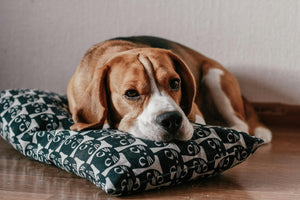 How to Get the Smell Out of Your Dog's Bed (and Other Things)