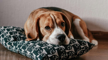 How to Get the Smell Out of Your Dog's Bed (and Other Things)