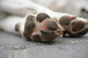 Why Do Your Dog’s Feet Smell Like Fritos? (And Should You Be Concerned?)