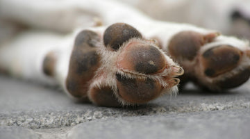 Why Do Your Dog’s Feet Smell Like Fritos? (And Should You Be Concerned?)