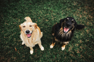 Why Do Dogs Drag Their Butts or 