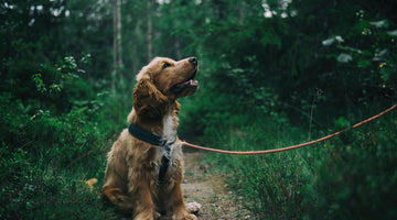 The Art of Walking Your Dog
