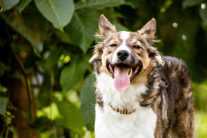 Keeping Your Dog Cool in the Summer Heat