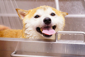 So…How Often Should You Bathe Your Dog? (Without Making Them Hate You Forever)