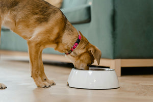 Why You Should Never Buy Plastic Bowls for Your Dog