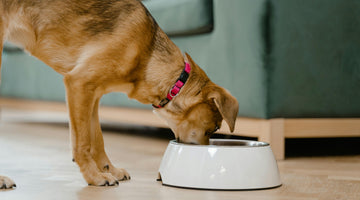 Why You Should Never Buy Plastic Bowls for Your Dog