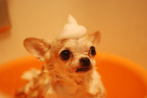 How To Get Your Dog to Enjoy Bathtime