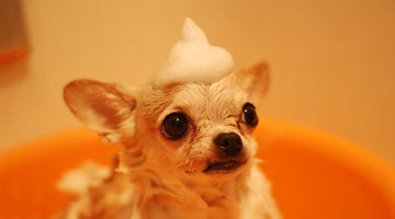 How To Get Your Dog to Enjoy Bathtime