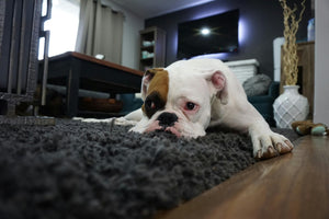Is Your Dog Bored?