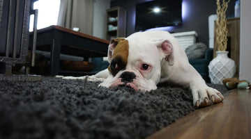 Is Your Dog Bored?