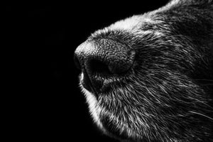 The Secret Superpowers of Your Dog's Wet Snout