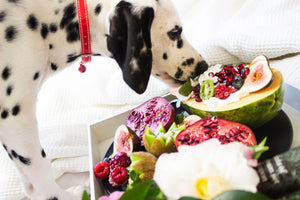 The Ultimate Guide to Getting Your Picky Dog to Eat - and Even Enjoy - His Food