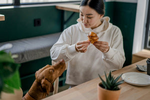 The Controversy Over the Ideal Dog Diet: Unpacking the Debate