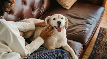 How to Clean Your Dog’s Wounds at Home: A Simple Guide for Pet Parents