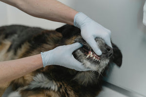 The Critical Importance of Brushing Your Dog's Teeth