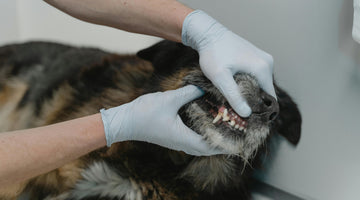 The Critical Importance of Brushing Your Dog's Teeth