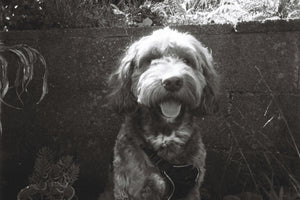 When the Tail Stops Wagging: The Gentle Guide to Losing Your Dog