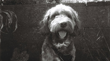 When the Tail Stops Wagging: The Gentle Guide to Losing Your Dog