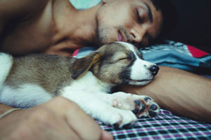 Should Your Dog Sleep on the Bed with You?