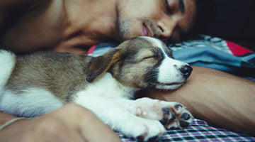 Should Your Dog Sleep on the Bed with You?