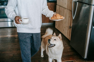 Yes, Kibble Fatigue is Real