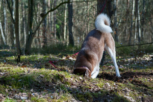 Why Dogs Bury Bones: A Deep Dive