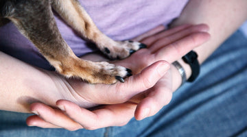 How I Trim My Dog's Nails Without Causing Him Fear or Pain