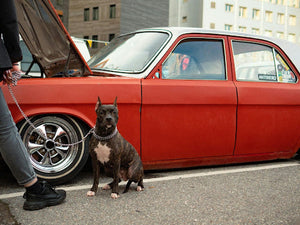 How Leash Training Improves Safety During Walks and Car Stops