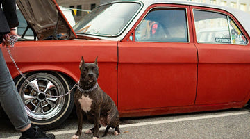 How Leash Training Improves Safety During Walks and Car Stops