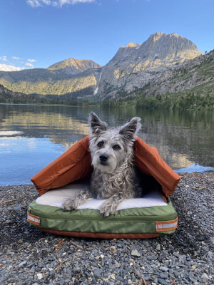 Why RuffRest Outperforms Other Cave Beds, Paws Down