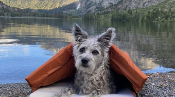 Why RuffRest Outperforms Other Cave Beds, Paws Down
