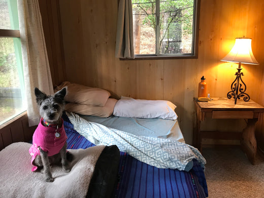 Picture of a grey, furry puppy wearing a pink sweater, sitting atop a RuffRest medium black dog bed, in a cabin