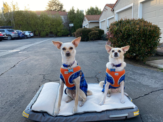 Two chiwhippets sitting side by side on a medium grey RuffRest dog bed, in a parking lot, with condominiums and parked cars behind them. They are ready to go out, suited in blue flannel and their bright orange harnesses