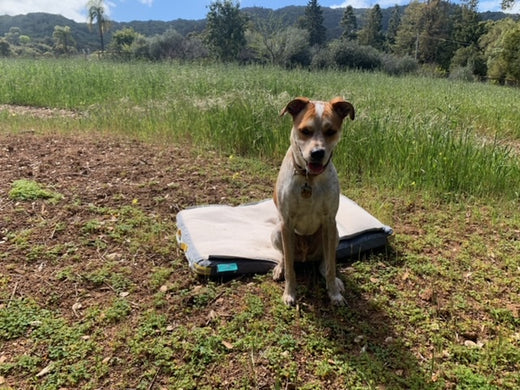 Mixed breed medium dog sitting on the edge of a medium grey RuffRest dog bed, with a grassy knoll and the woods behind him, on a sunny day