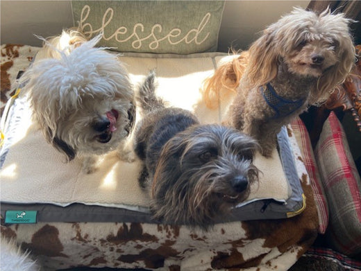 Three different small breed dogs, one white, one grey, one brown, sitting together on a medium grey RuffRest dog bed, and looking up into the camera. They are indoors, with a green embroidered pillow behind them