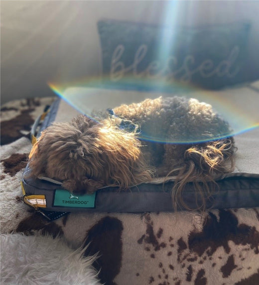 Small brown maltese sleeping on a medium grey RuffRest dog bed, with a pillow behind him with the word blessed stitched onto it. The dog is indoor, and the pet bed is on top of a cowhide. The sun is streaming in and there is a sun flare in the picture