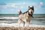 Husky dog standing on the sand in front of the surf, he's out at the beach