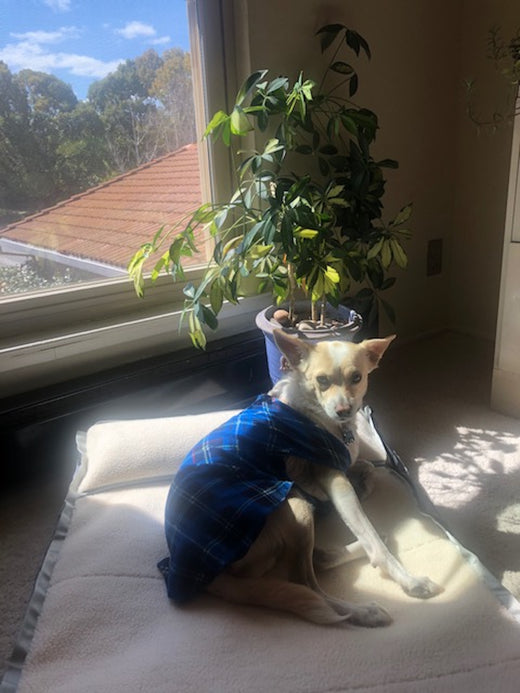 A whippet laying on a small grey RuffRest dog bed, in the corner of an office, next to a potted plant, and in front of a sunny window
