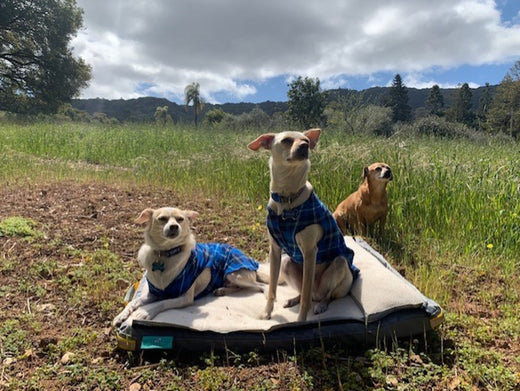 Two small yellow dogs laying and sitting on a medium grey colored RuffRest dog bed, on a sunny day. A bigger brown dog is behind them, and the background is comprised of grasses, hills, and trees in the distance