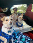 Two little chihuahua dogs and one large lab pit bull mix riding in the back of a car with their RuffRest beds. They're headed outdoors on a camping trip. The woods can be seen through one of the windows.