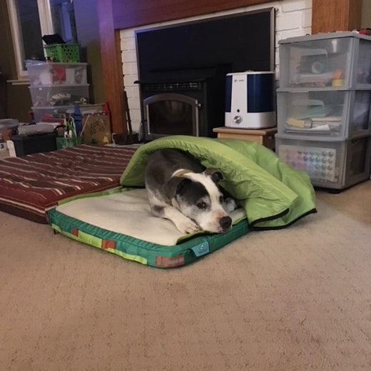 Pitbull taking a nap on a medium green RuffRest dog bed, with green sleeping bag deployed over her, in the living room